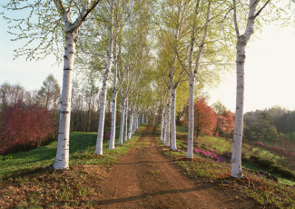 Картинка природа дороги берёзы