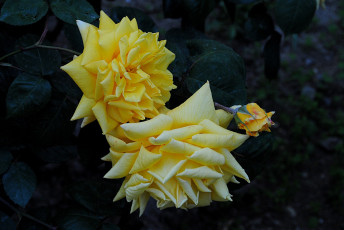 Картинка цветы розы