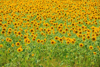 Картинка цветы подсолнухи