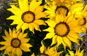 Картинка газания цветы желтый много яркий