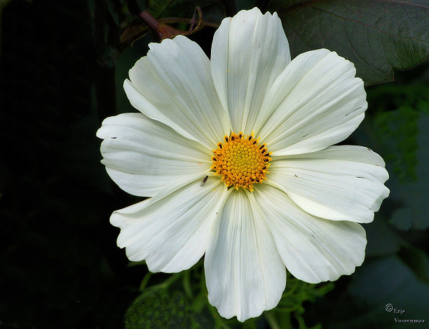 Обои картинки фото цветы, космея, белая