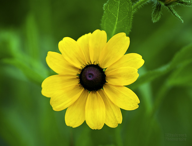 Обои картинки фото цветы, рудбекия