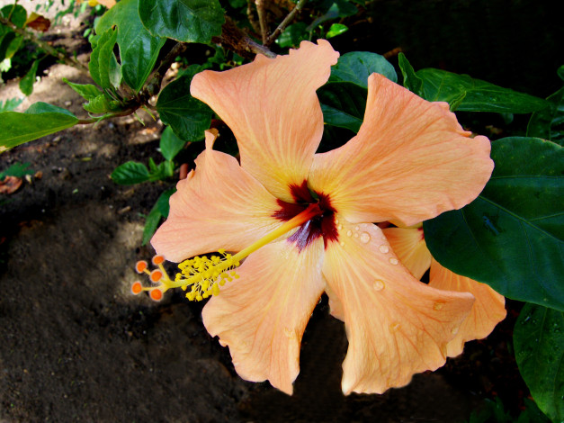 Обои картинки фото цветы, гибискусы