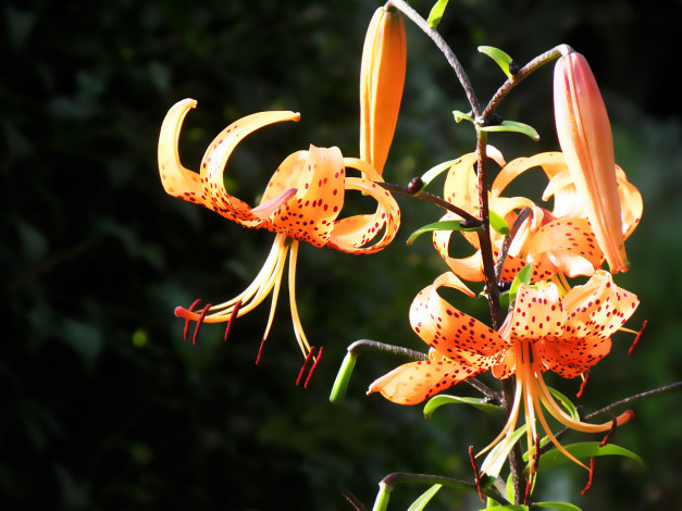 Обои картинки фото цветы, лилии, лилейники