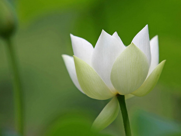 Обои картинки фото цветы, лотосы