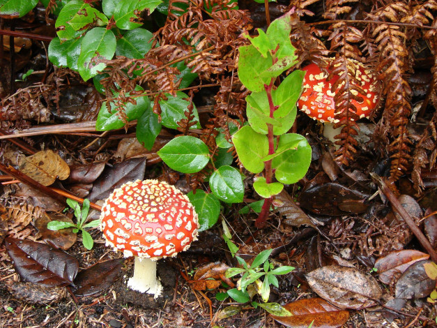 Обои картинки фото природа, грибы, мухомор