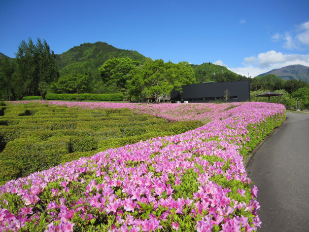 Обои картинки фото природа, пейзажи, цветы