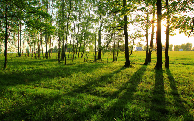 Обои картинки фото природа, деревья, тени, лето, опушка, леса