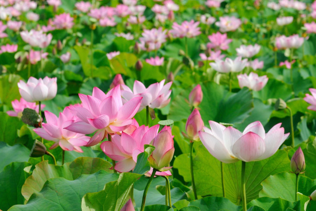 Обои картинки фото цветы, лотосы