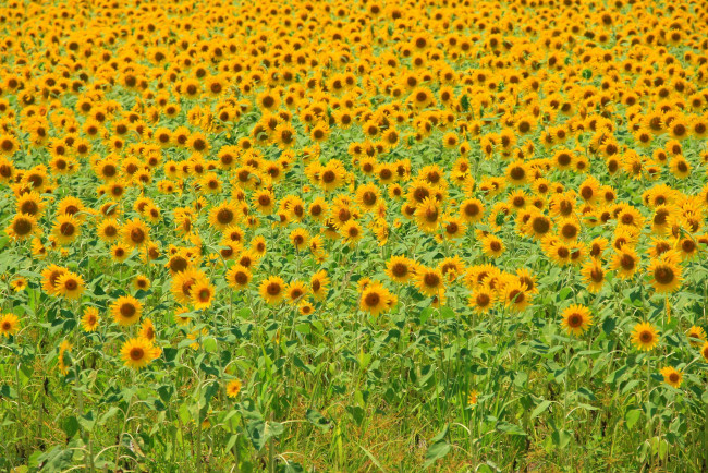 Обои картинки фото цветы, подсолнухи