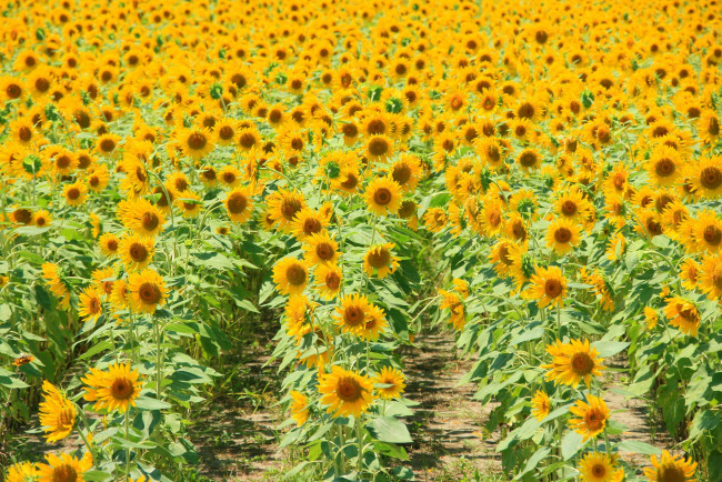 Обои картинки фото цветы, подсолнухи