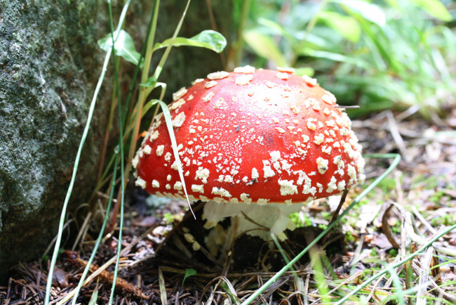 Обои картинки фото природа, грибы, мухомор