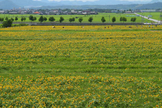 Обои картинки фото природа, поля