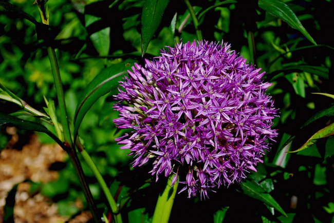 Обои картинки фото цветы, аллиум, декоративный, лук, сиреневый