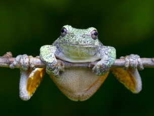 Картинка животные лягушки веточка лягушка