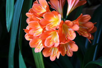 Картинка цветы кливия оранжевый