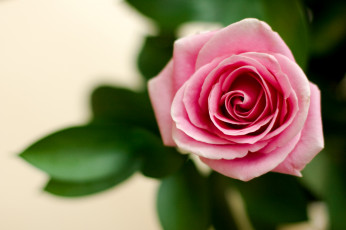 Картинка цветы розы розовый лепестки