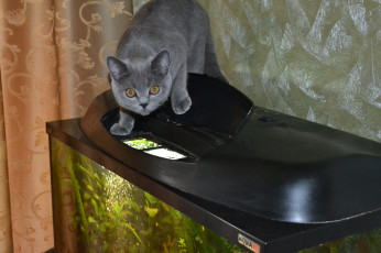 Картинка животные коты любопытство кошка аквариум