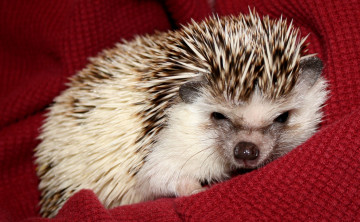 Картинка животные ежи малыш колючки