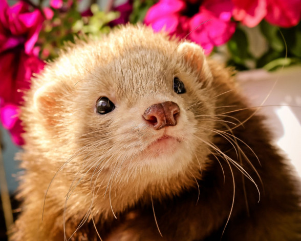 Обои картинки фото животные, хорьки, ласки, соболи, горностаи, куницы, фретка