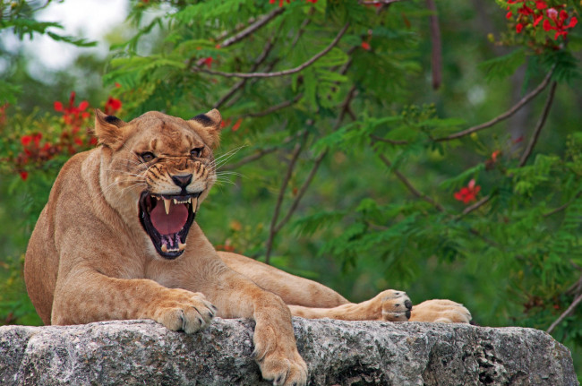 Обои картинки фото животные, львы, львица, рык