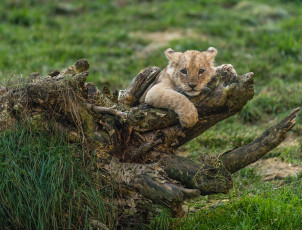 Картинка животные львы львенок