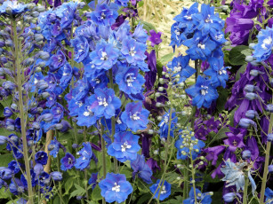 Картинка цветы дельфиниум синий