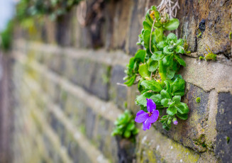 Картинка цветы мох кирпич стена макро