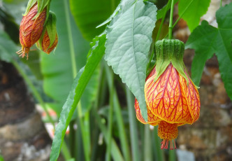 Картинка цветы абутилоны бутон