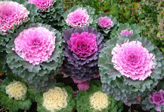 Картинка цветы декоративная+капуста капуста