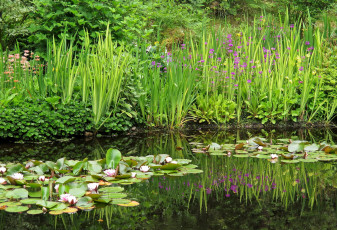 Картинка цветы разные+вместе ирисы лилии пруд