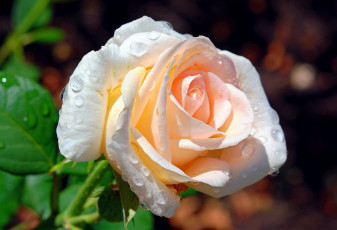 Картинка цветы розы нежность