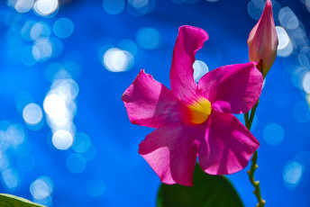 Картинка цветы адениум +мандевилла макро