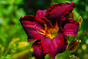 Картинка цветы лилии +лилейники макро