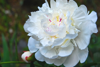 Картинка цветы пионы белый