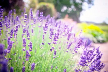 Картинка цветы лаванда