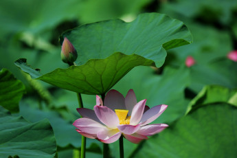 Картинка цветы лотосы лепестки