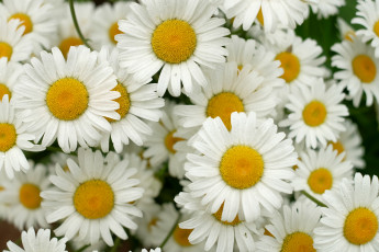 Картинка цветы ромашки лепестки