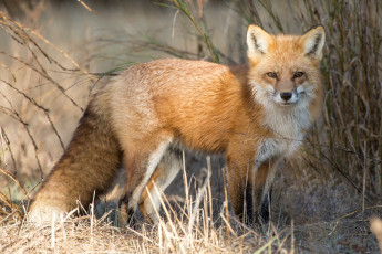 Картинка животные лисы рыжая