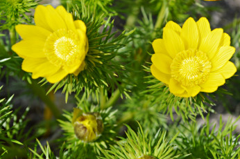 Картинка цветы анемоны +адонисы желтый