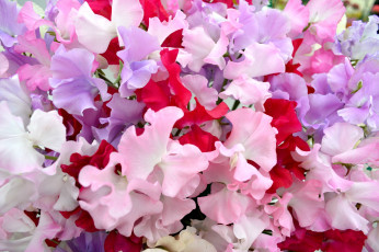 обоя цветы, душистый горошек, розовый