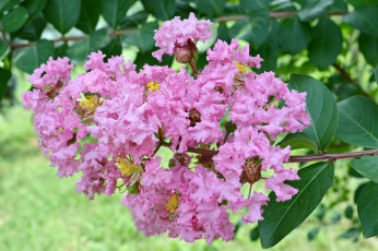 Картинка цветы лагерстрёмия+ индийская+сирень розовый