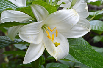 Картинка цветы лилии +лилейники макро