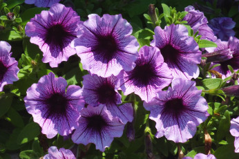 Картинка цветы петунии +калибрахоа макро