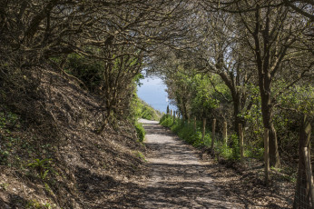 Картинка природа дороги тропинка деревья