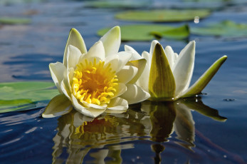 Картинка цветы лилии+водяные +нимфеи +кувшинки пара