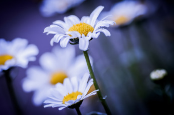 Картинка цветы ромашки фон макро