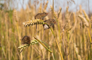 Картинка животные крысы +мыши крохи пшеница