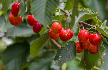 Картинка природа Ягоды черешня