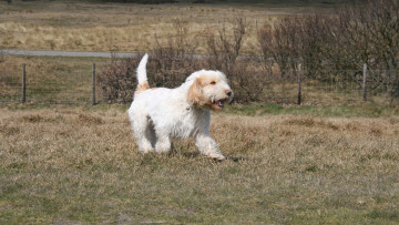 Картинка животные собаки щенок